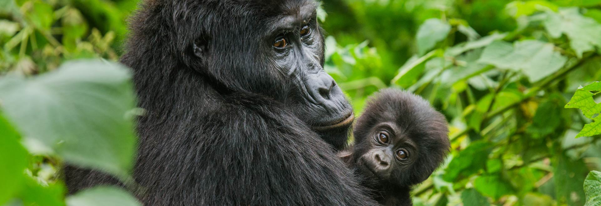 East Africa Uganda Bwindi Impenetrable Forest