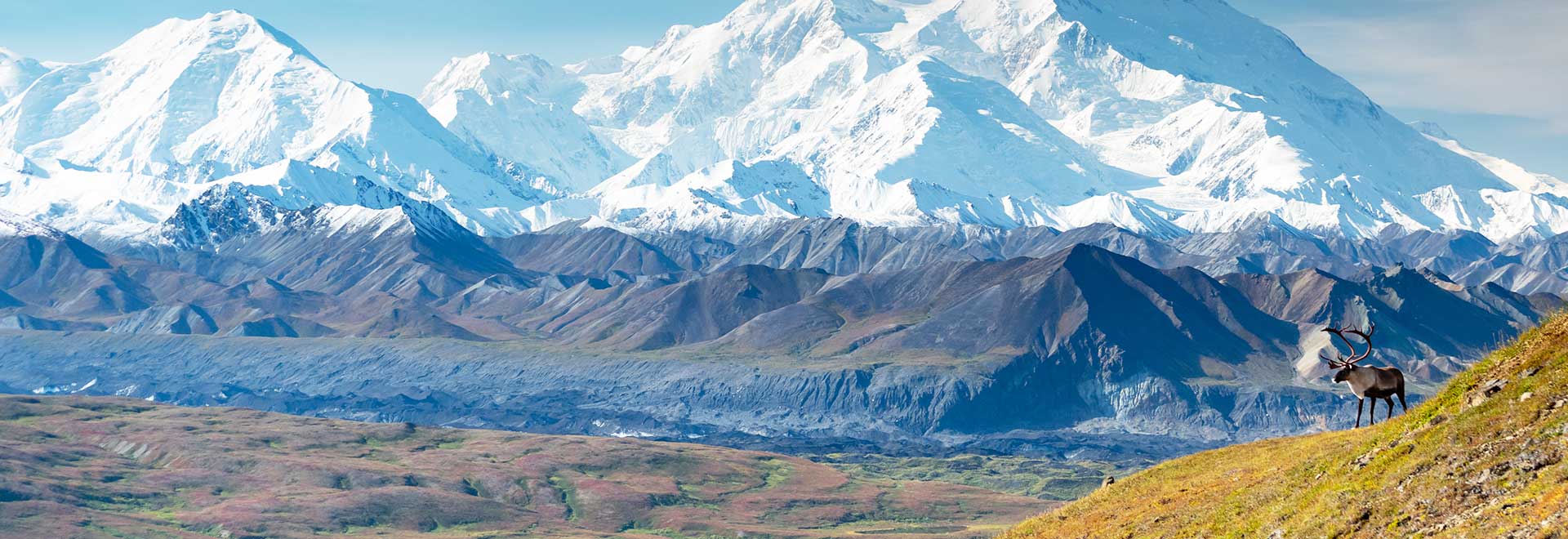 Americas North Alaska Denali Caribou MH