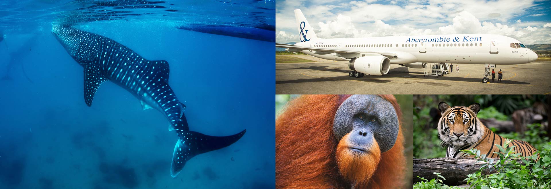 Private Jet Around World Wildlife 2021 MH