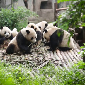 Preview the Wonders of China and the Yangtze Preview the Wonders of China and the Yangtze